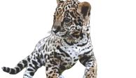 Cachorros de jaguar