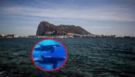 Orcas atacan de nuevo y hunden yate en el Estrecho de Gibraltar.