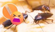 Así es la "super cucaracha", el aterrador insecto por el que todos temen en época de calor.