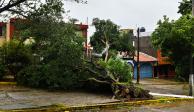 Caída de árbol por fuertes vientos