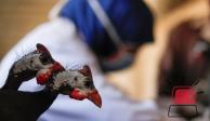 La gripe aviar ya provocó la primera muerte en México.