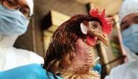 La OMS tiene una serie de recomendaciones para evitar los contagios por gripe aviar.