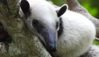 Ejemplares de oso hormiguero sobre un árbol.