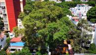 Vista área de la calle Eugenia, Benito Juárez, donde está el árbol.
