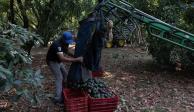 Un trabajador recolecta aguacates durante la cosecha en Tancítaro, el 12 de mayo del 2023.