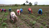 Desaceleración del agro impacta a IGAE de abril.