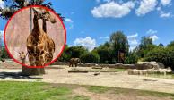 Nace una jirafa en el Centro de Conservación de la Vida Silvestre de San Juan de Aragón