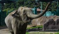 Un turista murió aplastado por un elefante al intentar tomar una foto.