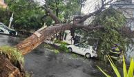 Un árbol cayó tras las intensas lluvias registradas esta tarde en CDMX.