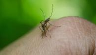 El mosquito del dengue se reproduce cerca de donde pueda conseguir su alimento