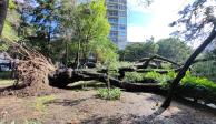 Cayó un árbol en Polanco III Sección.