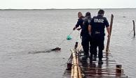 El perrito fue rescatado tras ser amarrado a un muelle.