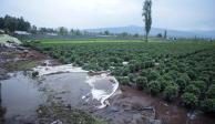 Los viveros de Xochimilco con plantas de cempasúchil resultaron afectados por la lluvia.