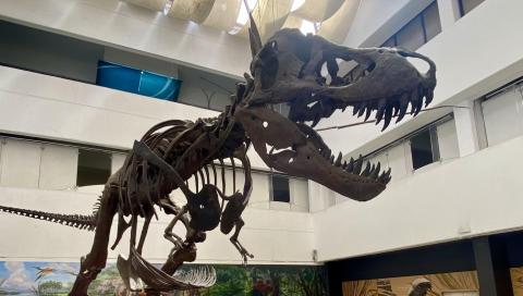 El T-REX es uno de los dinosaurios más fotografiados de la muestra.