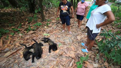 Monos aulladores muertos en Comalcalco, Tabasco.