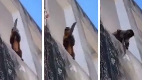 Mono con cuchillo asusta a personas en Brasil.