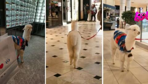Alpaca causó sensación en plaza comercial y se vuelve viral en TikTok.