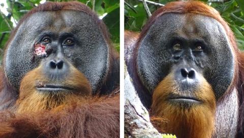 El orangután usó la naturaleza para curarse.