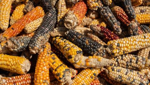 Las Ventas de maíz a México fueron de 5.2 millones de toneladas en marzo.