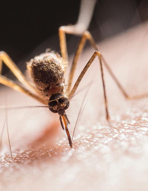 Brasil y México encabezaron la lista de los países con más casos de dengue en 2023