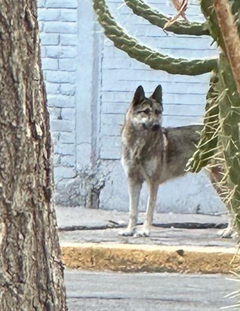 Un presunto lobo movilizó a autoridades y vecinos en la GAM.