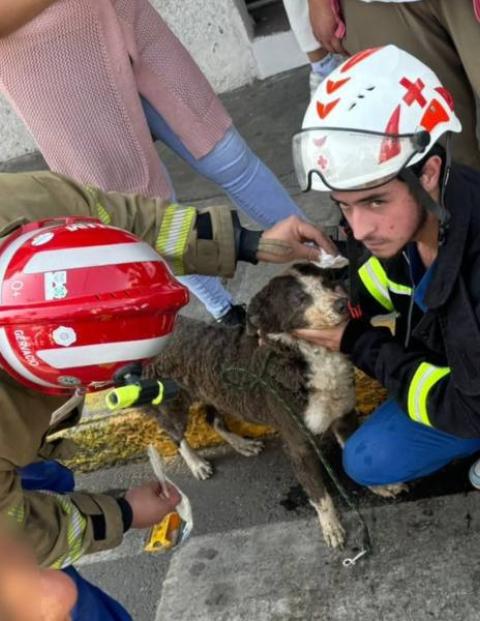 Rescatan a ocho perros de la explosión en Tlalpan.