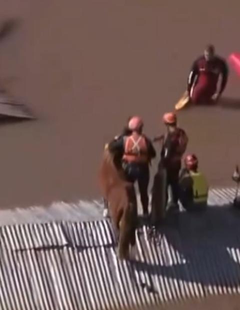 Rescatan a Caramelo, el caballo varado en el techo de casa inundada en Brasil.