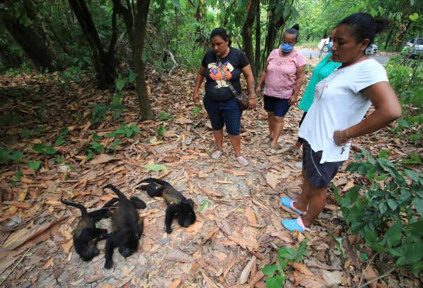 Monos aulladores muertos en Comalcalco, Tabasco.