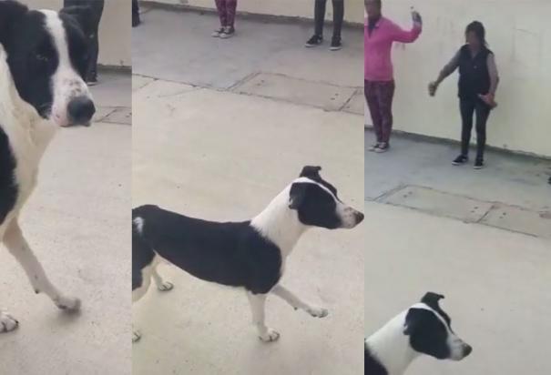 Perrito fit "enseña" cómo hacer ejercicio