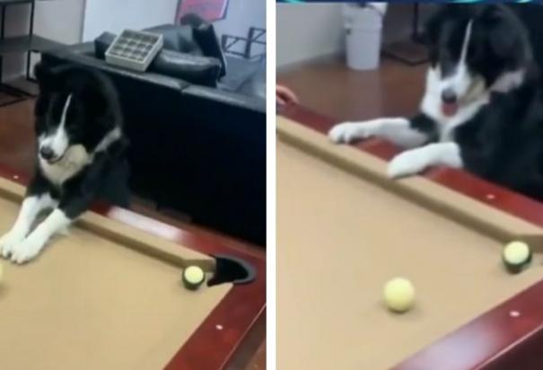 Perrito juega billar y se vuelve viral en TikTok.