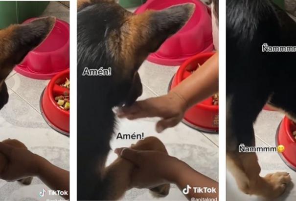 Lomito aprendió a "rezar" entre cada comida y se volvió viral en TikTok.