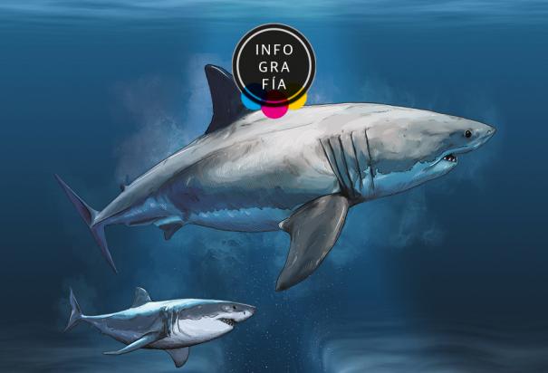 Apuntan al tiburón blanco la extinción del gigantesco megalodón