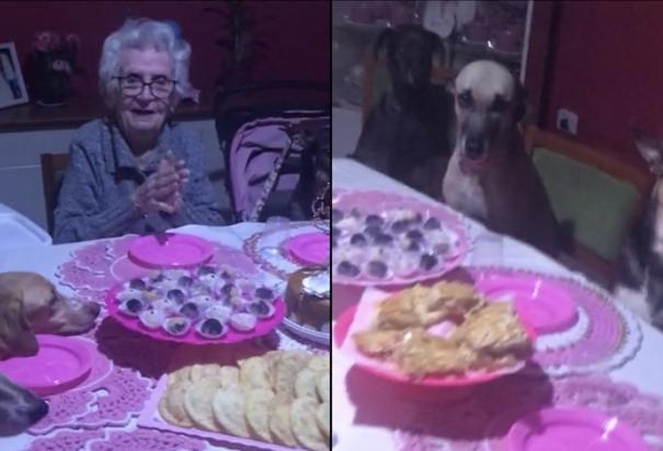 Abuelita celebra su cumpleaños 89 en compañía de sus diez perritos. Foto: Especial