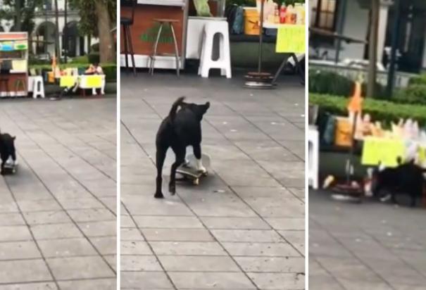 Perrito en patineta chocó contra puesto de aguas frescas.