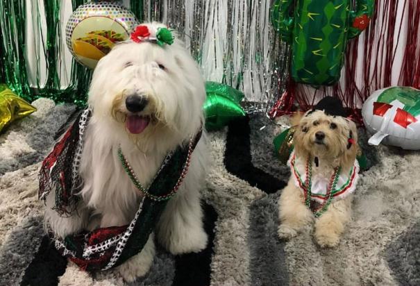 Perritos celebran las fiestas patrias con sus tiernos atuendos