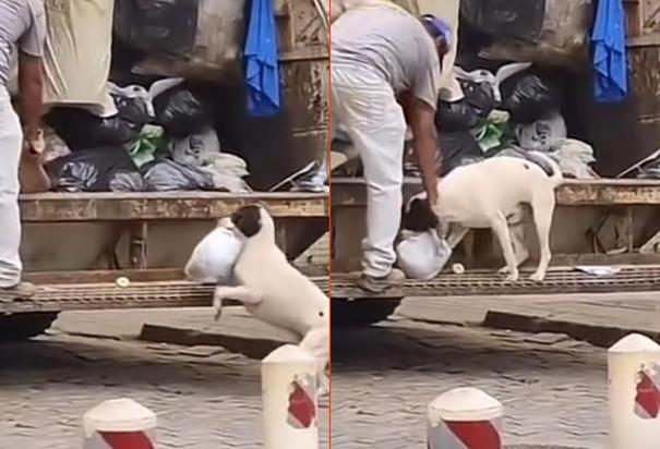 Perrito saca la basura y se gana los aplausos de usuarios de redes sociales.