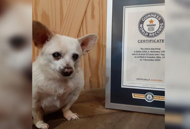 Spike junto al diploma que lo certifica como el perrito más longevo del mundo.