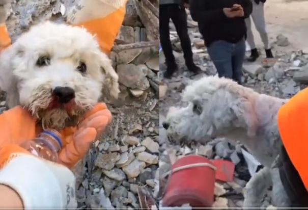 Así fue el rescate con vida de un perrito atrapado en los escombros en Turquía