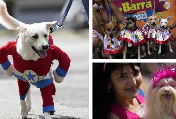 "Lomitos" disfrazados ladran y mueven sus colitas al desfilar en fiesta de Carnaval (FOTOS)