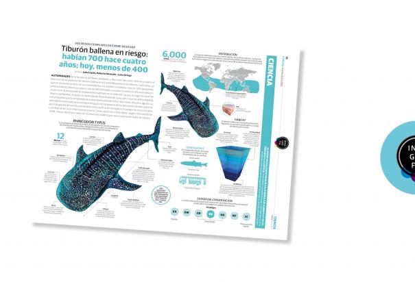 Tiburón ballena en riesgo: habían 700 hace cuatro años; hoy, menos de 400