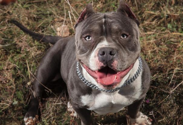 Los perros pitbull de la raza American Bully XL serán prohibidos en Reino Unido a finales del 2023.