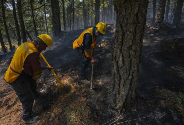 Hay 79 incendios forestales activos en el país, reporta Conafor.