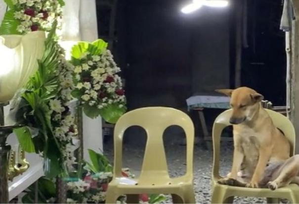 Perrito intenta no quedarse dormido en funeral de su dueña
