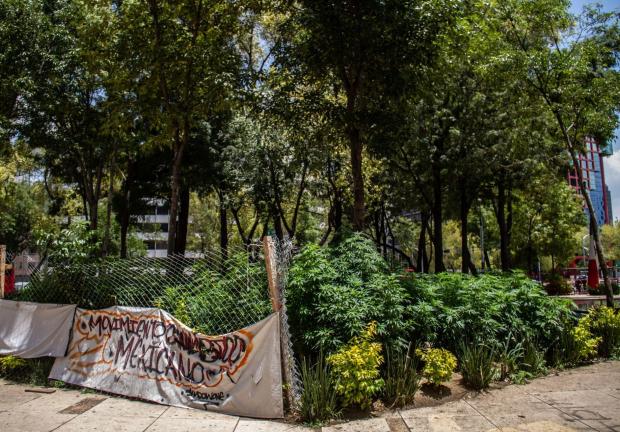 El plantón 420 ubicado en la plaza Luis Pasteur se mantiene para cuidar las plantas de Cannabis que se cultivan ahí y que han crecido hasta el metro treinta de altura en diferentes puntos del lugar.