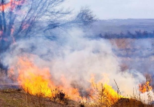 Los incendios recurrentes y de baja severidad ayudan al equilibrio ecológico.