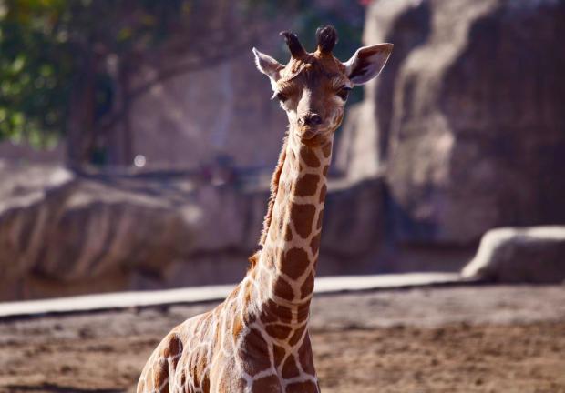 La bebé jirafa nació el pasado 26 de mayo.