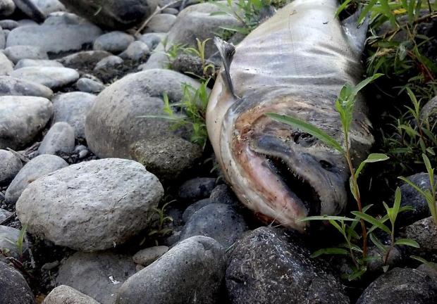 El agua caliente en los ríos, y con nivel bajo, está dando lugar a parásitos y matando al salmón