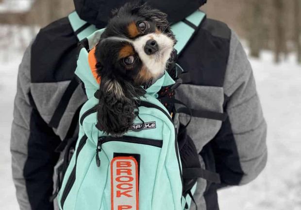 Cuando se trata de mochilas para perros, es más importante la comodidad y ventilación que la estética
