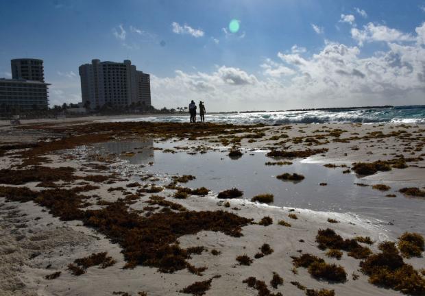 Las playas Chacmool y Gaviotas en Cancún, Quintana Roo presenta acumulación de macroalgas de sargazo, el 22 de mayo de 2020.
