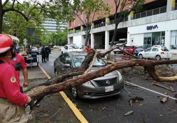 Fuertes vientos ocasionan la caída de árboles en Tabasco.